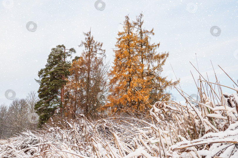 Скачать Желтая лиственница под снегом во время снегопада. Ветви лиственницы под первым снегом. фотосток Ozero