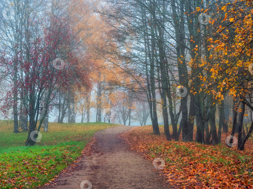 Скачать Мистический осенний пейзаж с утренним туманом и пустой дорожкой в парке. фотосток Ozero
