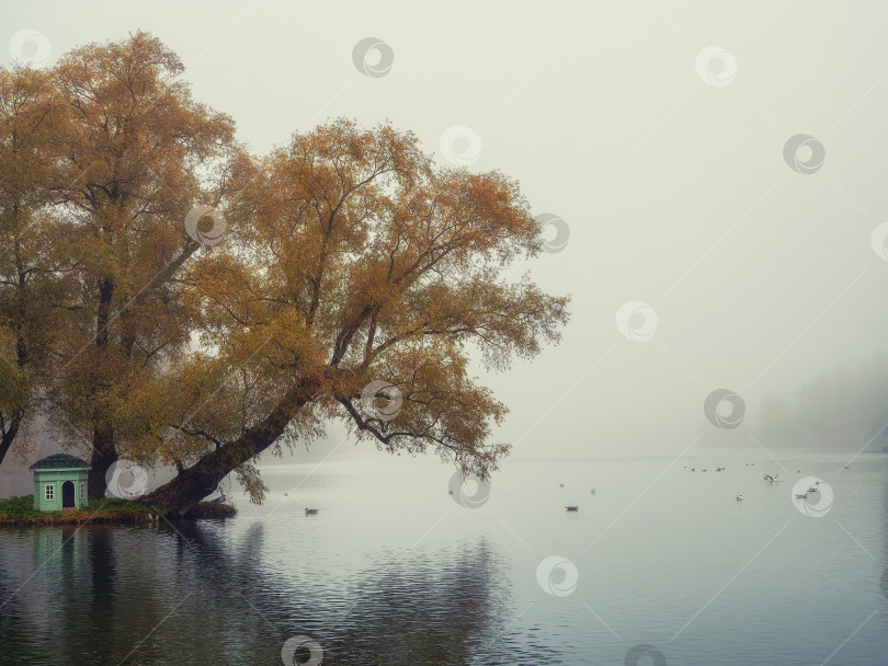 Скачать Мистический утренний осенний пейзаж с туманом над озером. фотосток Ozero