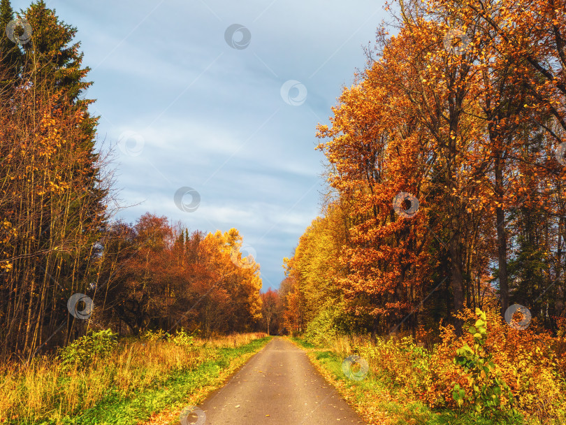 Скачать Осенний листопад. Солнечная дорожка в туманном осеннем парке с падающими листьями. Проселочная дорога через лиственный лес. фотосток Ozero