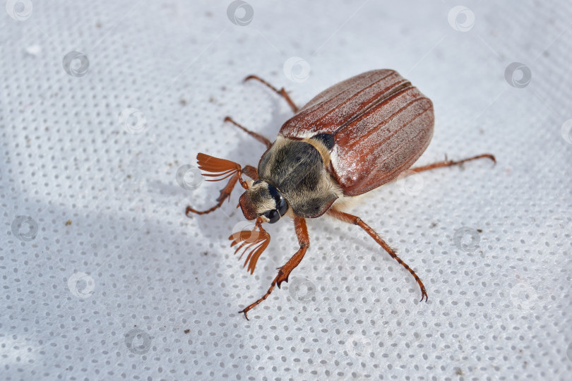 Скачать Майский жук ползает в саду по укрывному материалу теплиц. фотосток Ozero