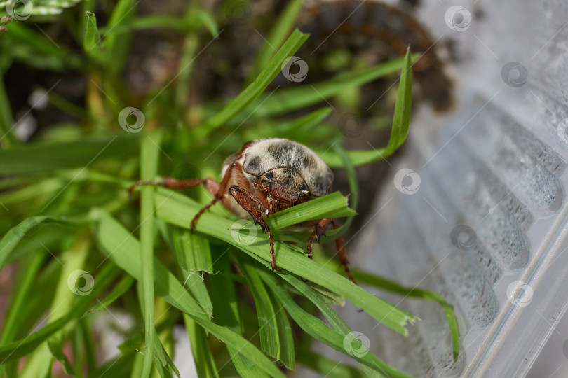 Скачать Майский жук ползает в саду по растениям. фотосток Ozero