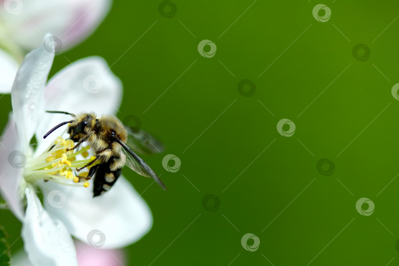 Скачать пчела извлекает нектар фотосток Ozero