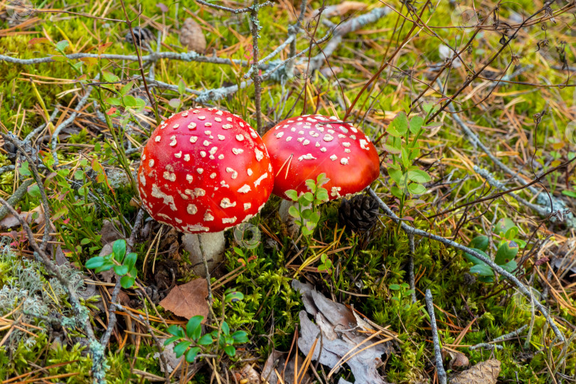 Скачать Маленькая красная поганка. гриб в лесу. фотосток Ozero