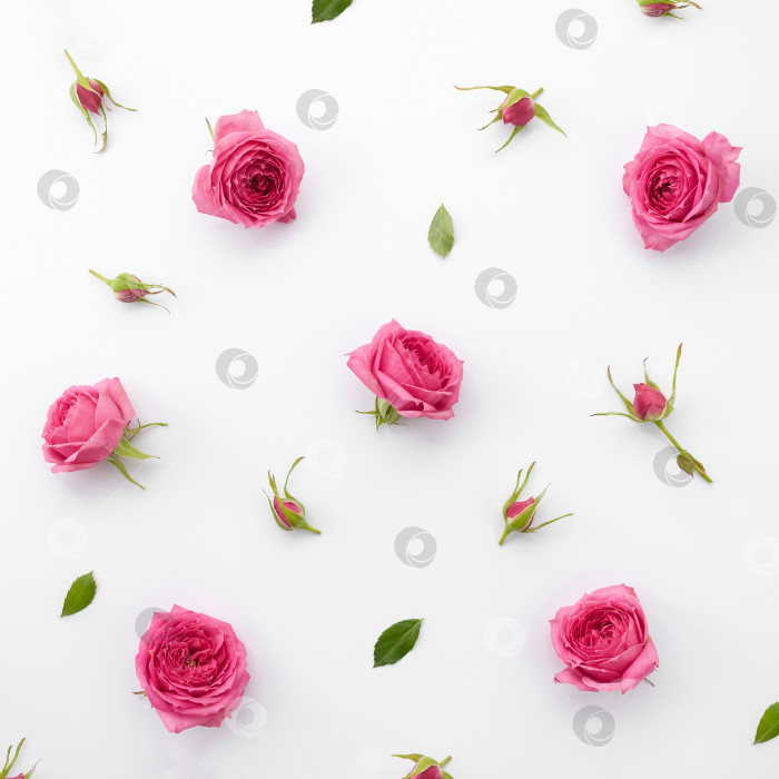 Скачать Цветок и бутоны розовой розы на белом фоне. Квадратный цветочный узор. Избирательный фокус. фотосток Ozero