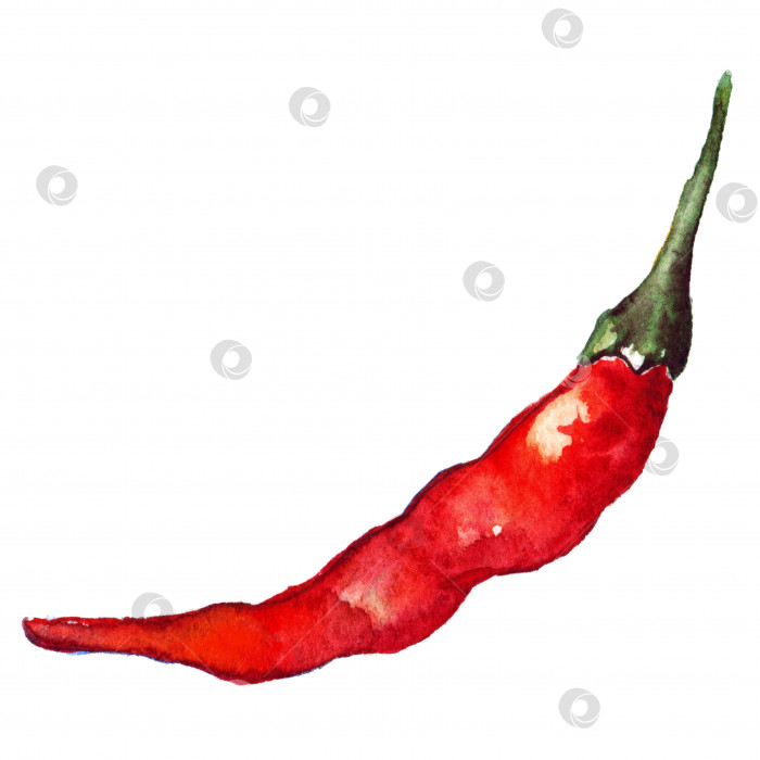 Скачать Акварель red hot chili острый перец чили изолированное искусство фотосток Ozero