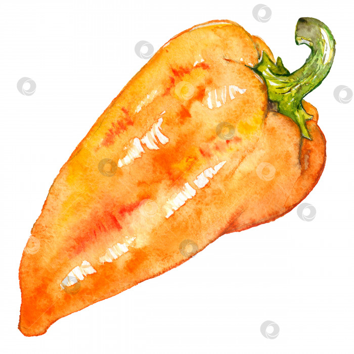 Скачать Акварель оранжевый желтый сладкий болгарский перец овощной изолированный арт фотосток Ozero