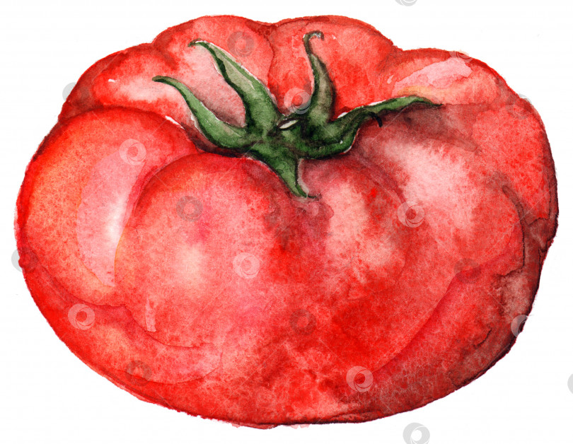 Скачать Акварель красный спелый помидор овощная еда изолированное искусство фотосток Ozero