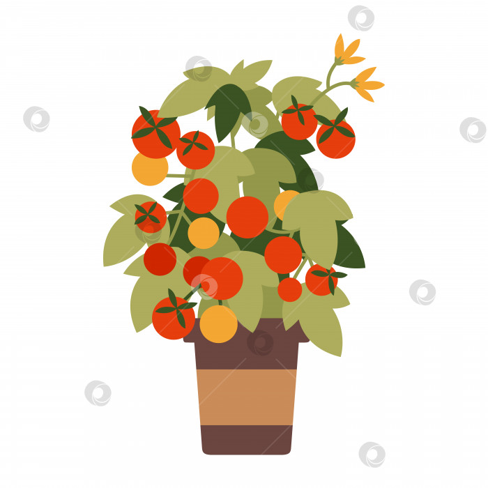 Скачать Растения помидоров, растущие в горшке, в мультяшном стиле. Модная современная векторная иллюстрация, изолированная на белом фоне, нарисованная от руки, плоский дизайн фотосток Ozero
