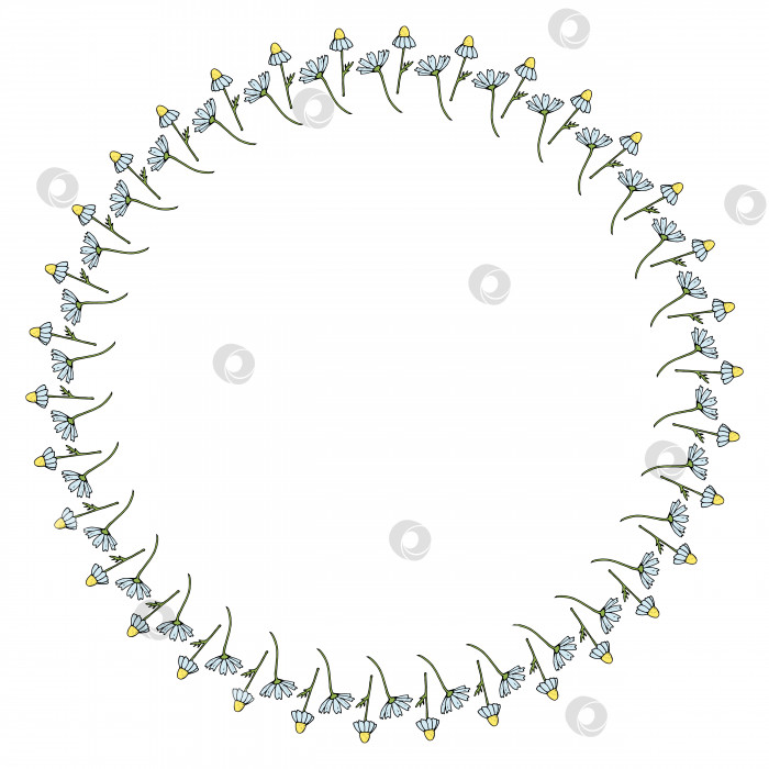 Скачать Круглая рамка с красивой вертикальной ромашкой на белом фоне. Изолированная цветочная рамка для вашего дизайна. Векторное изображение. фотосток Ozero
