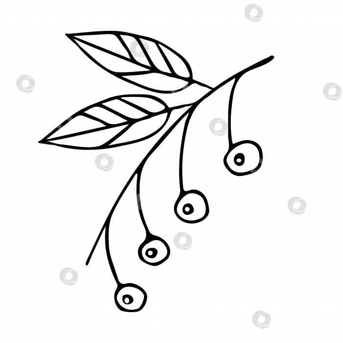 Скачать В стиле каракулей, нарисованных от руки, обведите веточки вишневого дерева черными чернилами с ягодами. Ягодная кисть, выделенная на белом фоне, элемент дизайна, нарисованный от руки, быстрый набросок, черно-белое изображение растения. фотосток Ozero