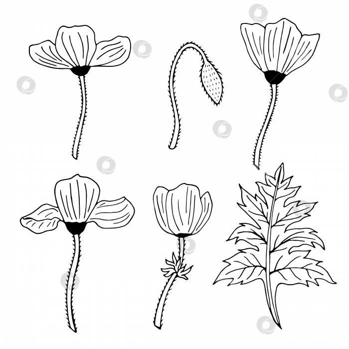 Скачать Набор из черно-белых контурных маков, макового бутона и листа. Упаковка монохромных контурных цветов. фотосток Ozero