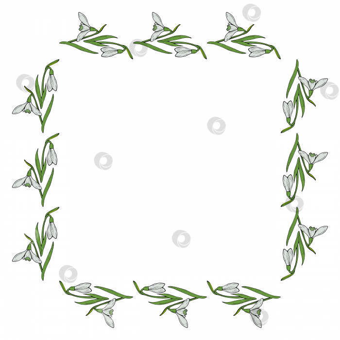 Скачать Квадратная рамка для рисования подснежников. Изолированные цветы на белом фоне для вашего дизайна. фотосток Ozero