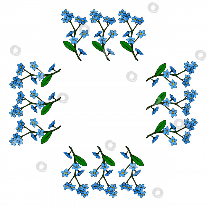 Скачать Квадратная рамка с вертикальными голубыми цветами незабудки. Изолированные цветы на белом фоне для вашего дизайна. фотосток Ozero
