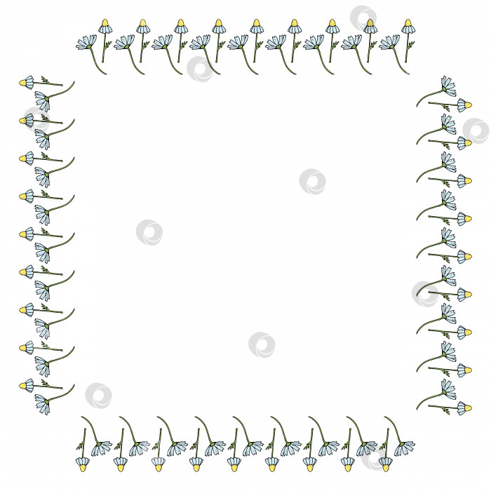 Скачать Квадратная рамка с красивой вертикальной ромашкой на белом фоне. Изолированная цветочная рамка для вашего дизайна. Векторное изображение. фотосток Ozero