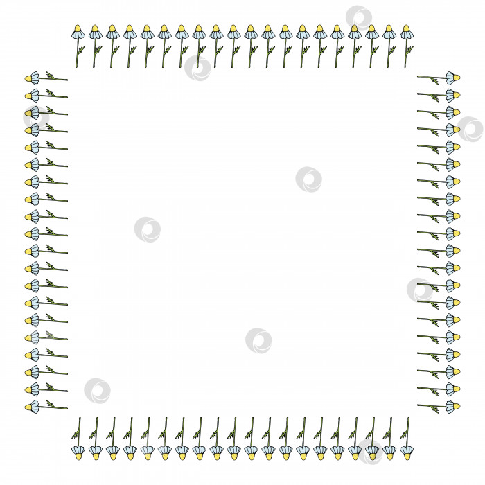 Скачать Квадратная рамка с ромашкой на белом фоне. Изолированная цветочная рамка для вашего дизайна. Векторное изображение. фотосток Ozero