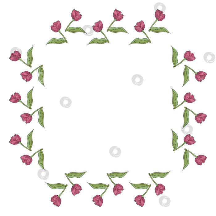 Скачать Квадратная рамка с уютными вертикальными цветущими розовыми тюльпанами на белом фоне. Изолированная рамка из цветов для вашего дизайна. фотосток Ozero