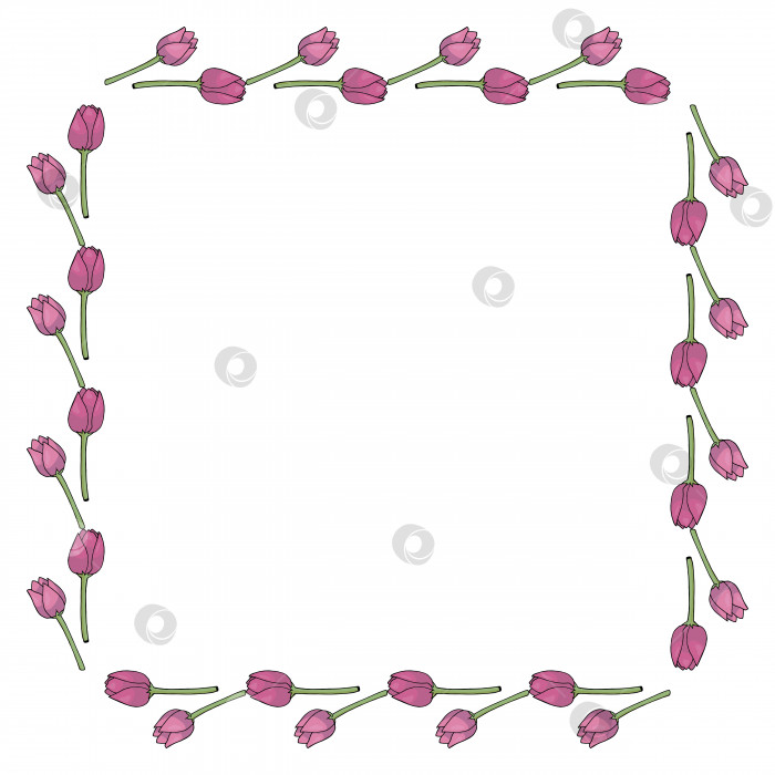 Скачать Квадратная рамка с горизонтальными ярко-розовыми тюльпанами на белом фоне. Изолированная рамка из цветов для вашего дизайна. фотосток Ozero