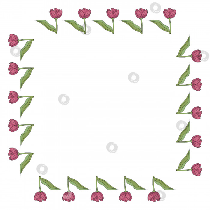 Скачать Квадратная рамка с вертикальными цветущими розовыми тюльпанами на белом фоне. Изолированная рамка из цветов для вашего дизайна. фотосток Ozero