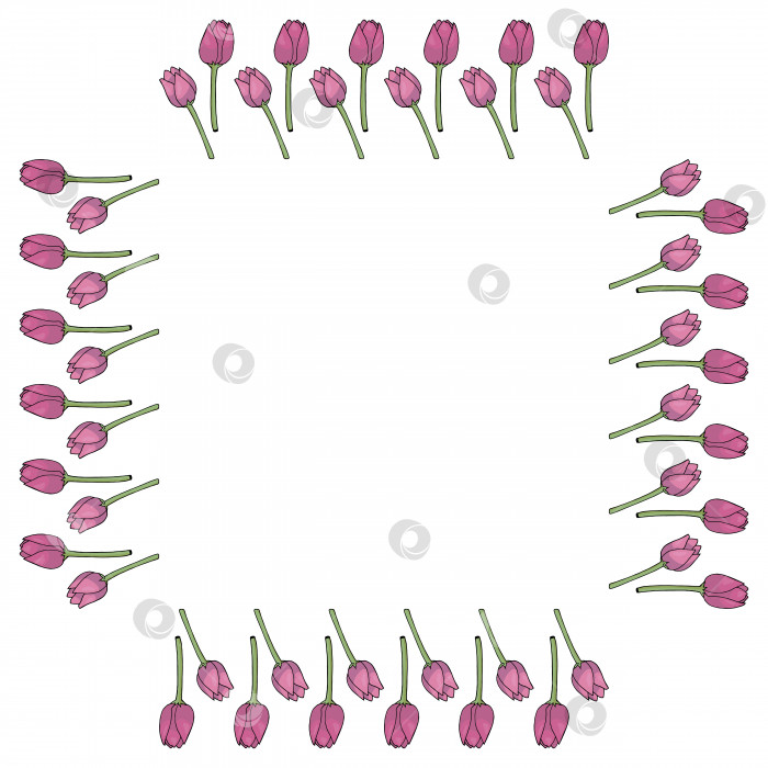 Скачать Квадратная рамка с вертикальными ярко-розовыми тюльпанами на белом фоне. Изолированная рамка из цветов для вашего дизайна. фотосток Ozero