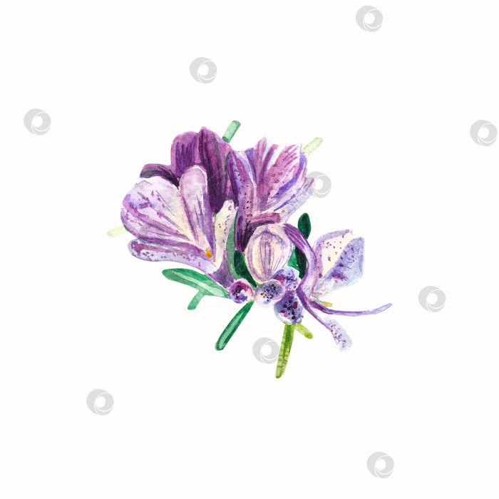 Скачать Фиолетовый цветок розмарина на белом фоне. Изолированный объект. Акварельная иллюстрация трав для приготовления пищи. Реалистичные ботанические объекты. Для оформления в дизайне и текстиле, открыток, приглашений фотосток Ozero