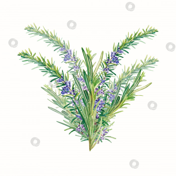 Скачать Куст розмарина. Акварельная иллюстрация травы для приготовления пищи. Реалистичный ботаник. Для дизайна фотосток Ozero