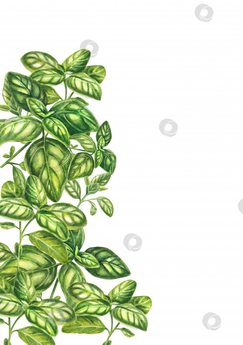 Скачать Зеленые листья базилика на белом фоне. Букет прованских трав. Акварельная иллюстрация с изображением пучка базилика. Зелень для приготовления пищи и гарнира, специи. Подходит для флаеров, упаковок, меню, дизайна фотосток Ozero