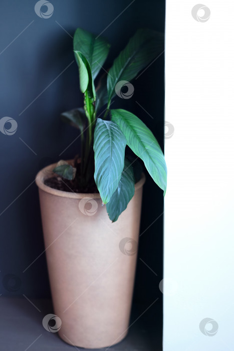 Скачать зеленое растение в большом коричневом горшке фотосток Ozero