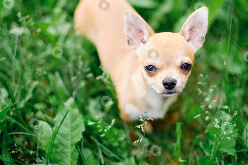 Скачать чихуахуа в траве. рамка, похожая на собаку. декоративная собака фотосток Ozero