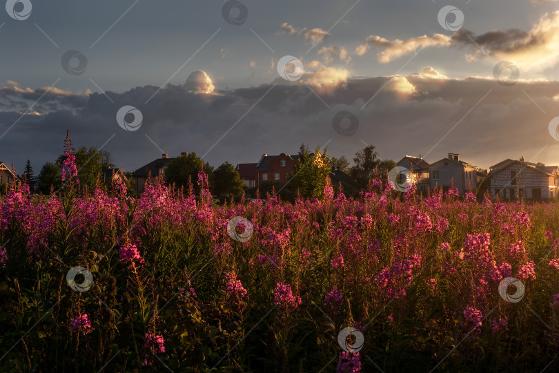 Скачать Прекрасный вечерний пейзаж на закате с полем цветущих кипарисов и деревней на горизонте фотосток Ozero