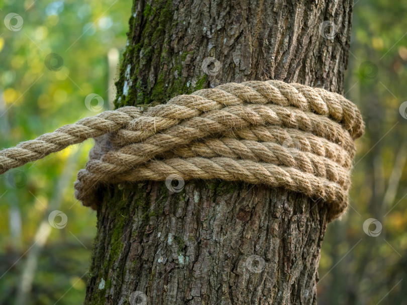 Скачать Толстая пеньковая веревка намотана вокруг дерева. фотосток Ozero