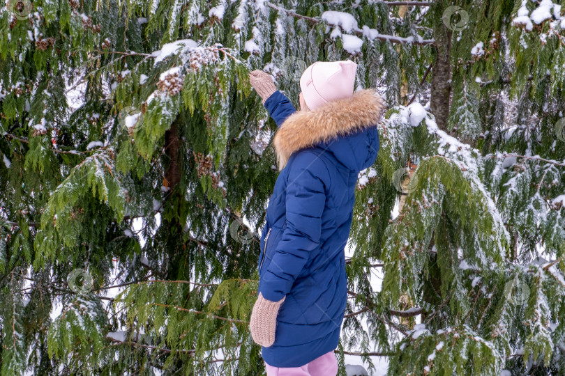 Скачать Молодая женщина в теплой зимней куртке и шапке прикасается к заснеженным ветвям ели в лесу или парке зимой фотосток Ozero