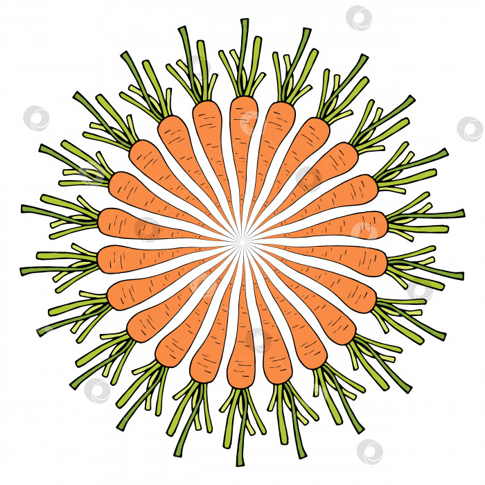Скачать Морковь на белом фоне. Овощи для вашего дизайна. Векторное изображение. фотосток Ozero