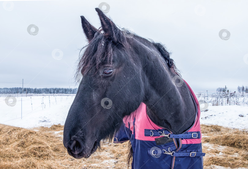 Скачать Крупный план взрослой черной лошади в попоне, стоящей зимой в загоне с сеном. фотосток Ozero