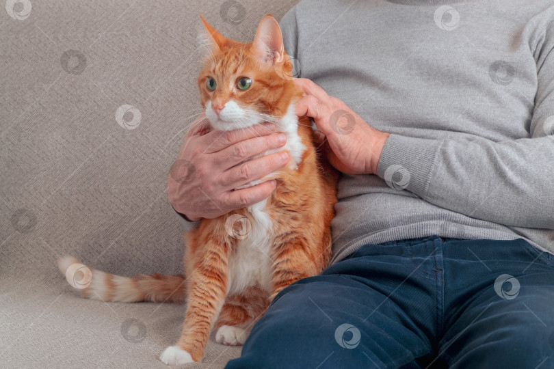 Скачать Взрослая большая рыжая кошка сидит на диване рядом со своим хозяином, взрослым мужчиной. фотосток Ozero
