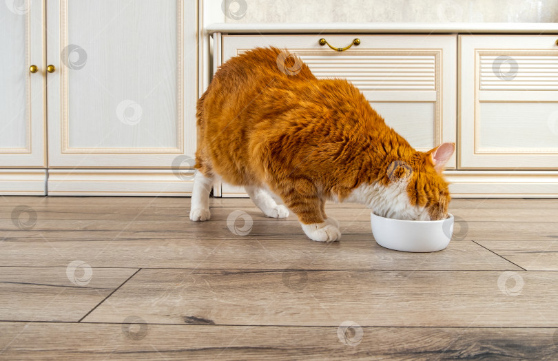 Скачать Взрослая крупная рыжая полосатая кошка ест корм из своей миски в комнате с полом из натурального дерева и светлой мебелью. фотосток Ozero