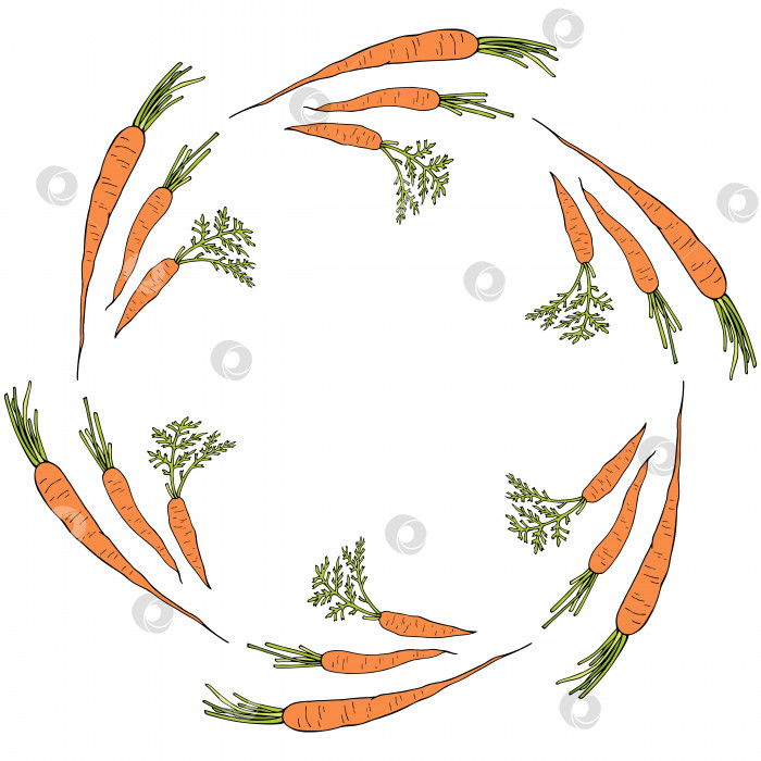 Скачать Круглая рамка с горизонтальной векторной морковью. Изолированный венок на белом фоне для вашего дизайна фотосток Ozero