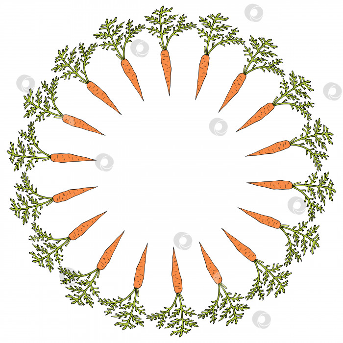 Скачать Круглая рамка с вертикальной морковью. Изолированный венок на белом фоне для вашего дизайна фотосток Ozero