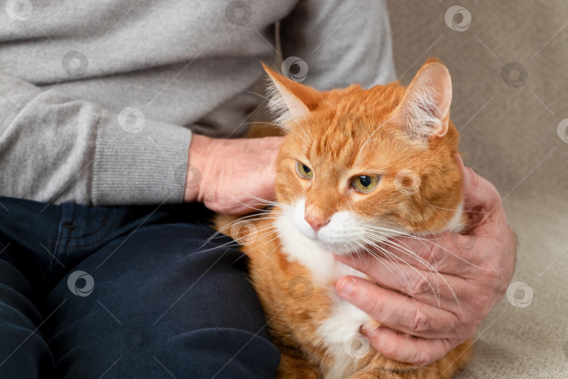 Скачать Взрослая большая рыжая кошка сидит на диване рядом со своим хозяином, взрослым мужчиной. фотосток Ozero