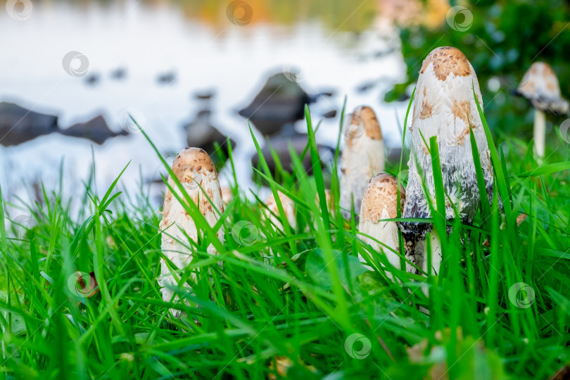 Скачать Несколько навозных грибов coprinus comatus в городском парке. фотосток Ozero