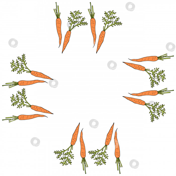 Скачать Квадратная рамка с вертикальными красивыми морковками. Изолированный венок на белом фоне для вашего дизайна фотосток Ozero