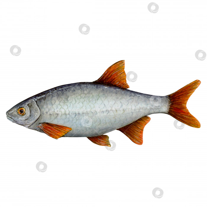 Скачать Речная рыба под названием плотва обитает практически во всех водоемах. Имеет серебристый окрас с красными плавниками и хвостом фотосток Ozero