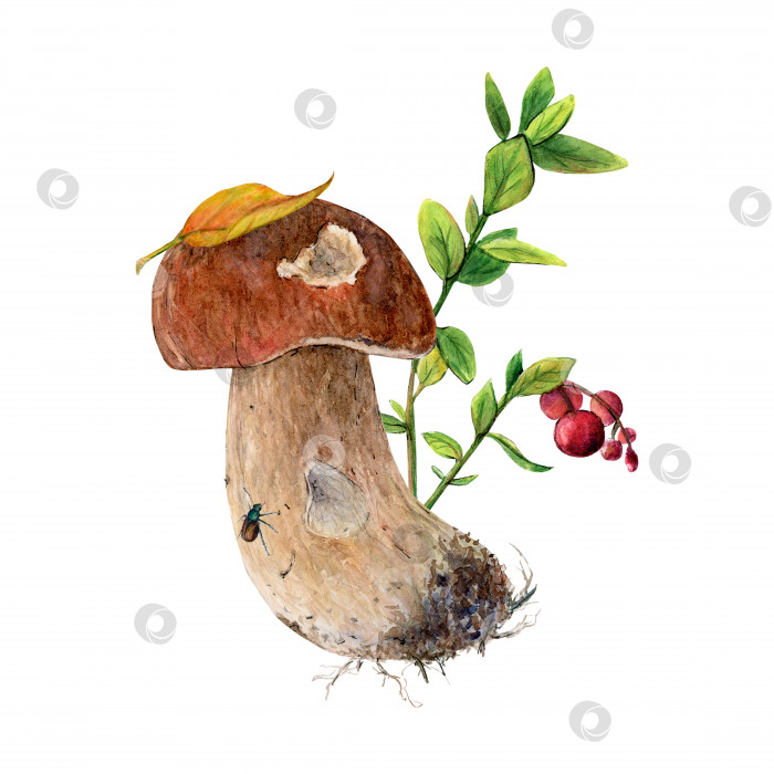 Скачать Белый гриб в естественной среде обитания с брусникой фотосток Ozero