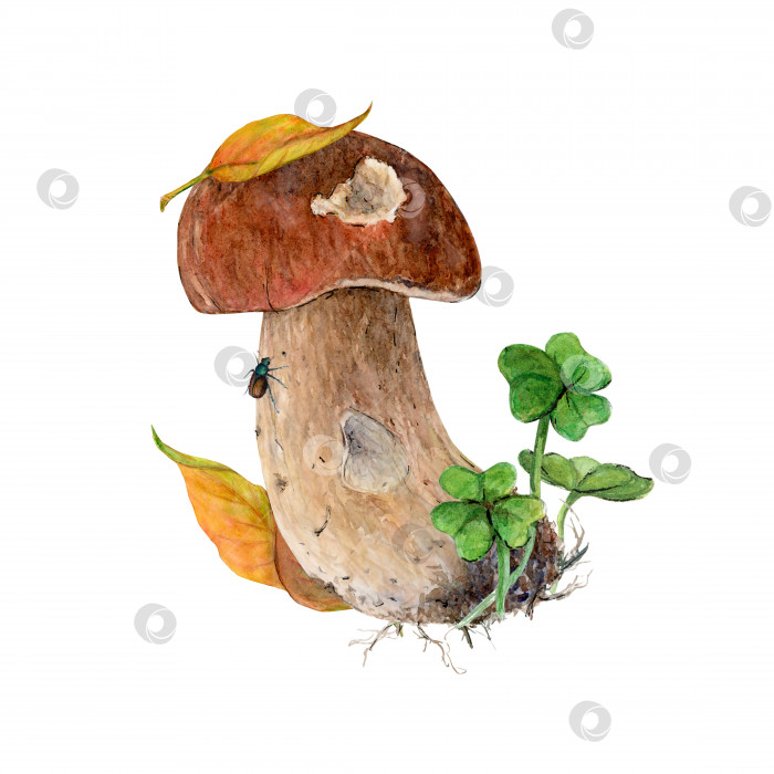 Скачать Акварельный рисунок белого гриба в его естественной среде обитания фотосток Ozero