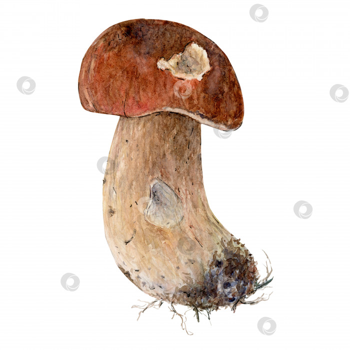 Скачать Боровик эдулис с коричневой шляпкой, белые грибы, королевская подберезовик, пенни булочка фотосток Ozero