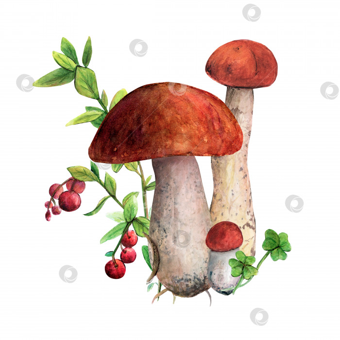 Скачать акварельная иллюстрация грибов с красными шляпками и брусникой на заднем плане фотосток Ozero