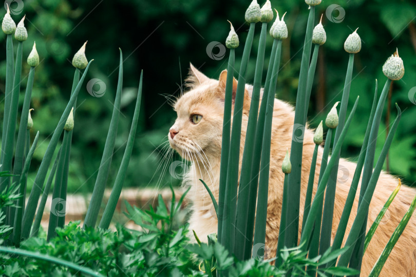 Скачать Красивая персидская кошка охотится летом в траве фотосток Ozero