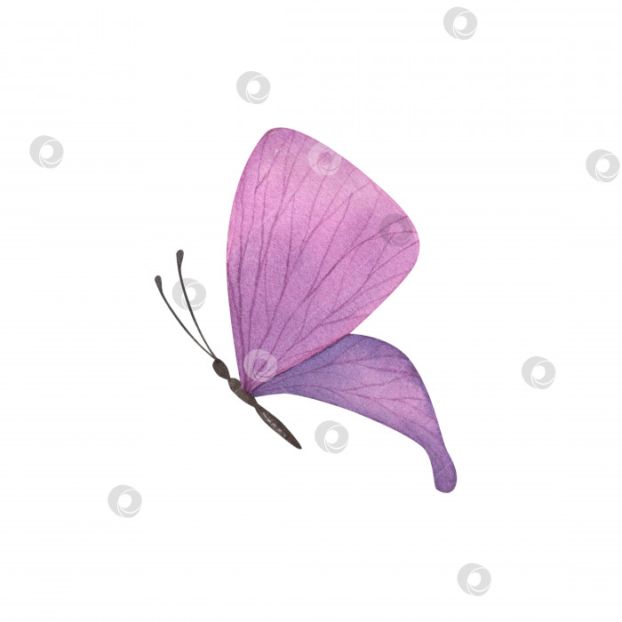 Скачать сиренево-фиолетовая бабочка с детализированными изолированными крыльями. Реалистичная иллюстрация насекомых, нарисованная акварелью от руки для дизайна фотосток Ozero