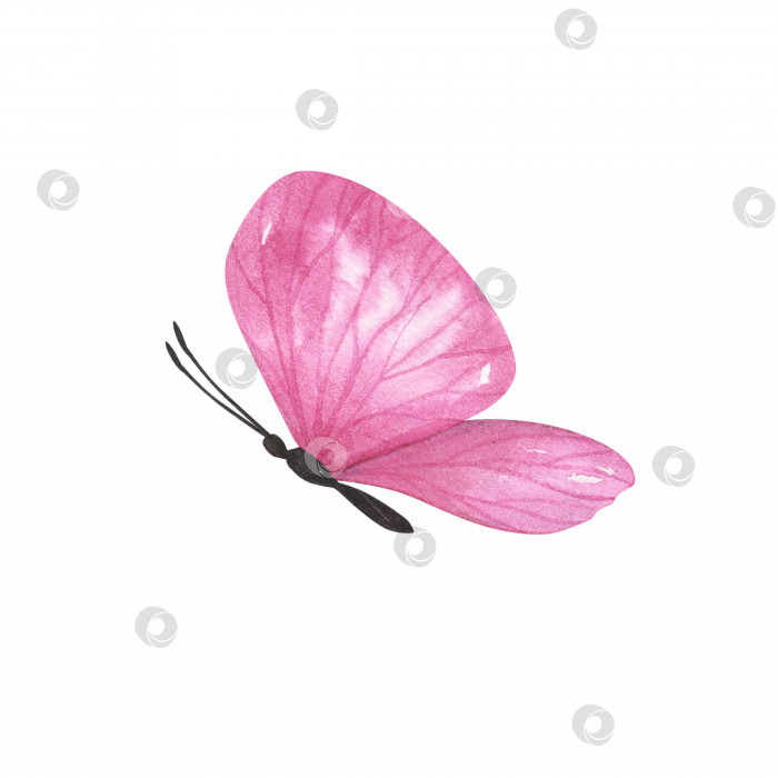 Скачать Розовая бабочка с детализированными изолированными крыльями. Реалистичная иллюстрация насекомых, нарисованная акварелью от руки для дизайна фотосток Ozero