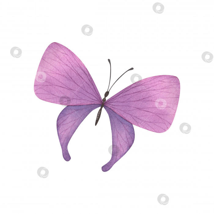 Скачать Светло-сиренево-фиолетовая бабочка с детализированными изолированными крыльями. Реалистичная иллюстрация насекомых, нарисованная акварелью от руки для дизайна фотосток Ozero